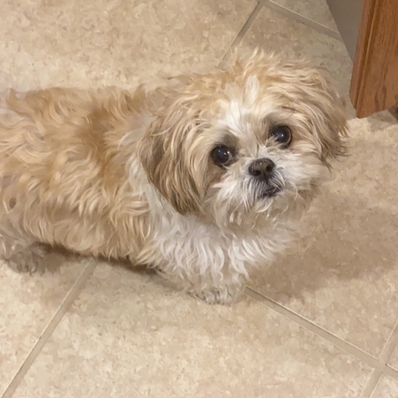 Meet your Posher, Isabella - Picture 1 of 1